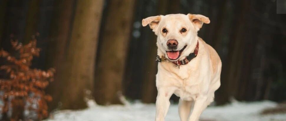 秋季狗狗最容易患这4种病，最后一种非常严重，却极容易被忽视！