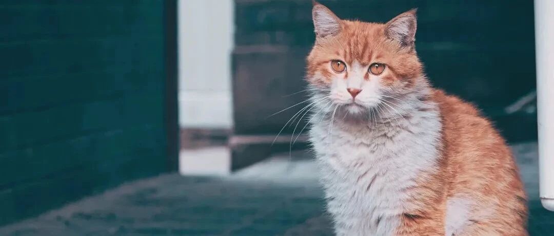 那些给猫咪吃国产粮的人，都是什么心态？