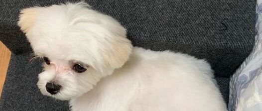 狗狗生病要花费巨额做手术，女友不让他花钱，他做了这样一个决定