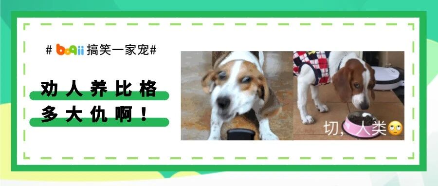 上辈子炸银河系，这辈子养比格犬。