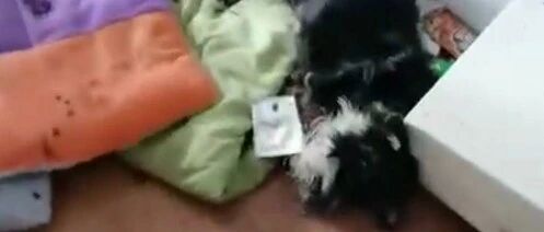 网红退租后，房东打开门被吓傻：两只狗被活活饿死，猫瘦的只剩一张皮！