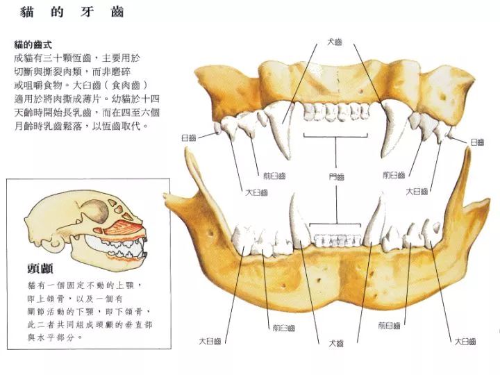 撿回一只「小奶貓」，結果年紀比我兒子還大 萌寵 第11張