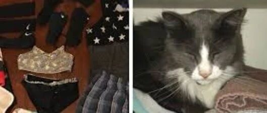 大盗猫偷遍整个小区，袜子内裤推成山，甚至偷了狗狗藏起来的玩具