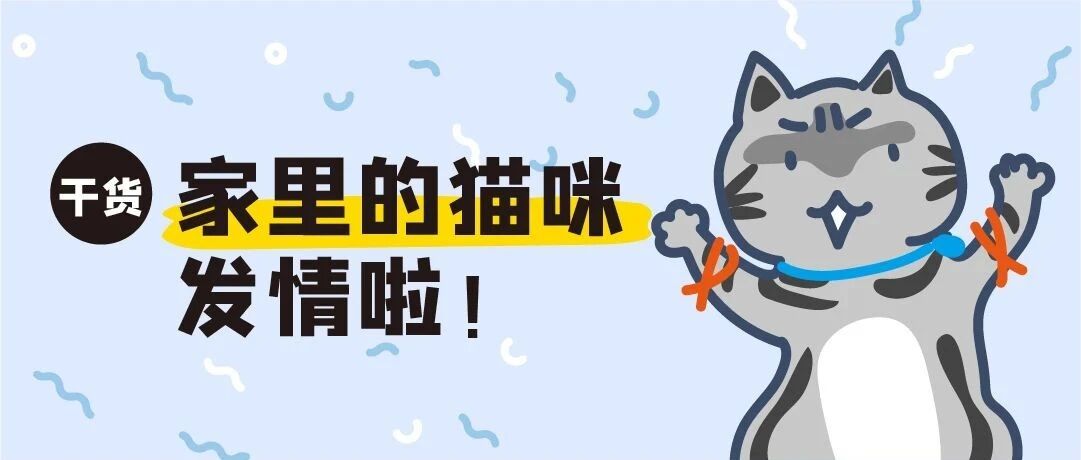 每年发情4次，每次持续3月...我家猫怎么天天都在喵喵喵的求交配啊？！