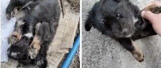 活体宠物塞入“盲盒”，拆开后是狗狗尸体！卖家：玩不起别买！