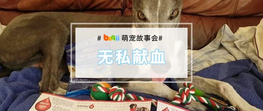 超伟大！英雄狗狗连续6年无偿献血1万毫升，挽救了80多只狗！