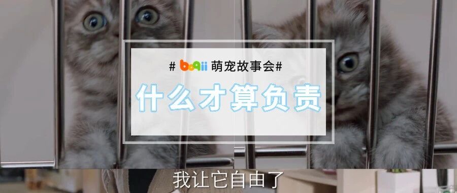 我接盘了朋友生前领养的猫，却被家里的亲戚“还它自由”...