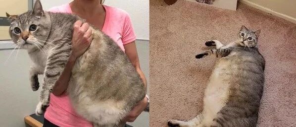 每年有上百万的宠物死于肥胖！也许你的宠物也有危险（附自测方法）