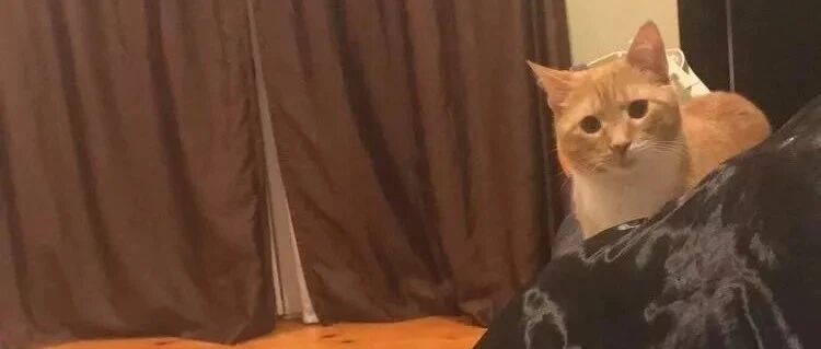 怕又被抛弃！橘猫到了新家，眼睛一秒都不敢离开主人