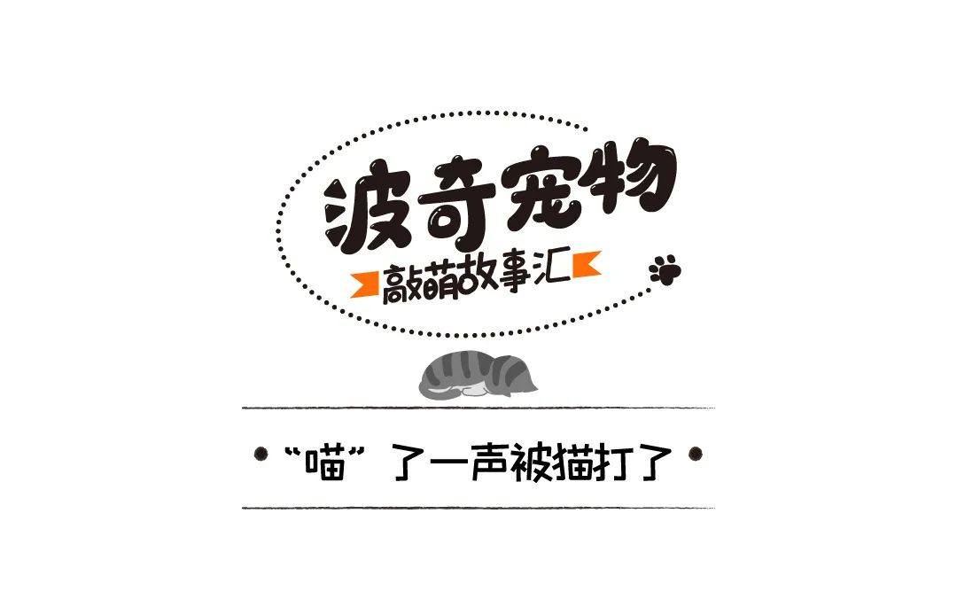 你「喵」一聲，貓「喵」一聲，貓在說什麼？揭秘「喵」的6種含義 寵物 第2張