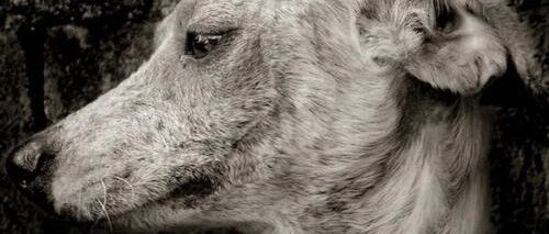 狗狗被救活了，这位主治医师却把饭碗丢了……