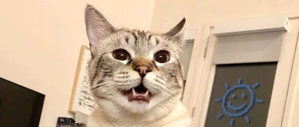 你“喵”一声，猫“喵”一声，猫在说什么？揭秘“喵”的6种含义