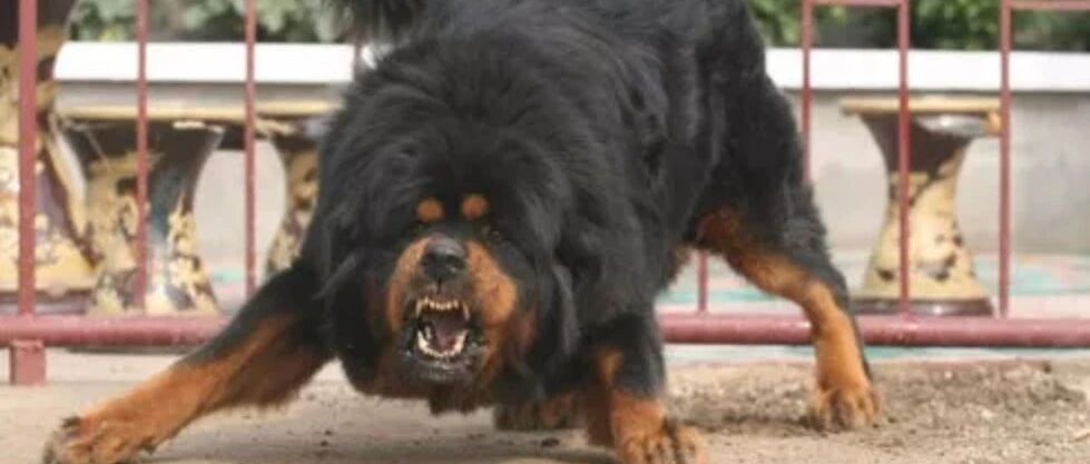 女子被藏獒吓撞车，致高位截瘫……狗主人被判赔100多万！