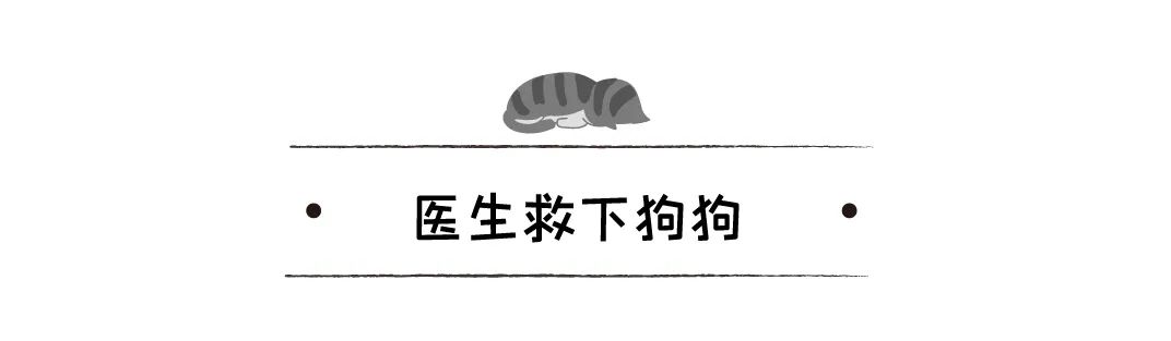 160斤金毛被主人送去安樂死被醫生拒絕，好心人：你不養我養！ 寵物 第5張