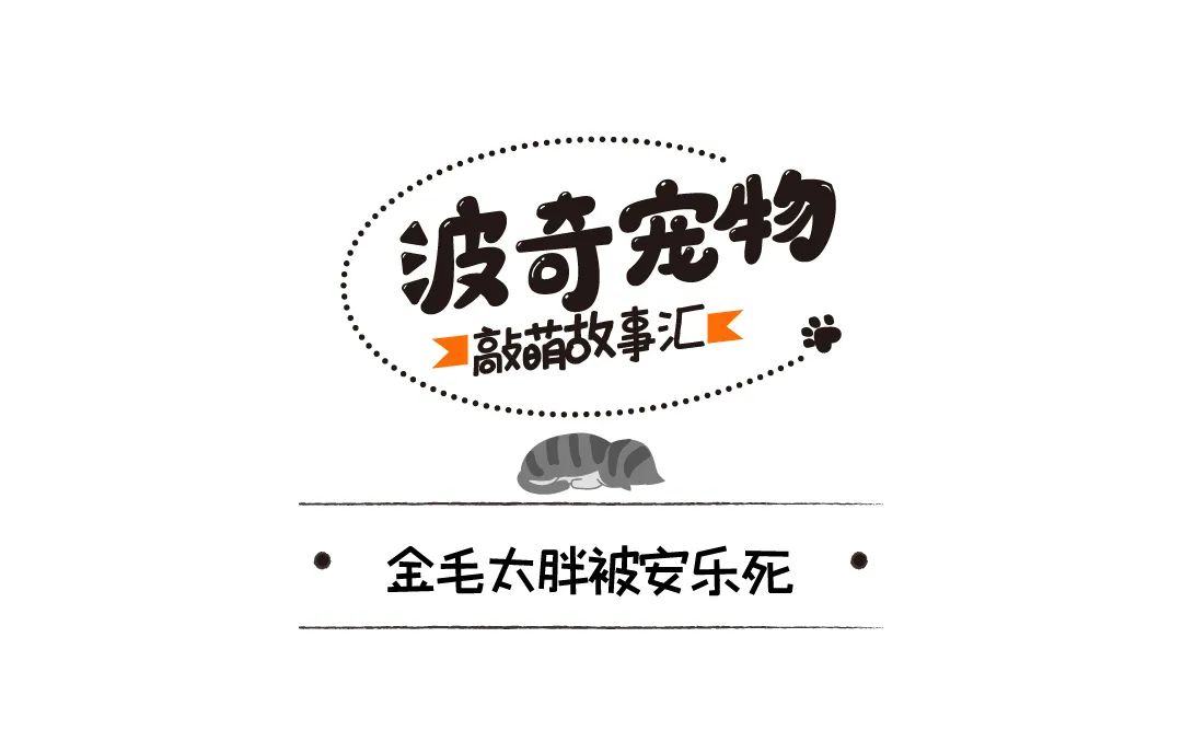 160斤金毛被主人送去安樂死被醫生拒絕，好心人：你不養我養！ 寵物 第2張