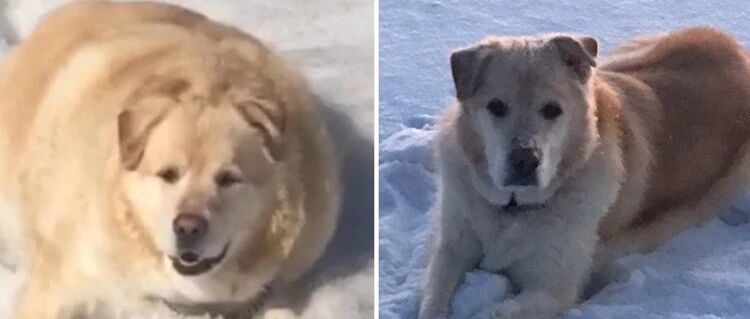 160斤金毛被主人送去安乐死被医生拒绝，好心人：你不养我养！