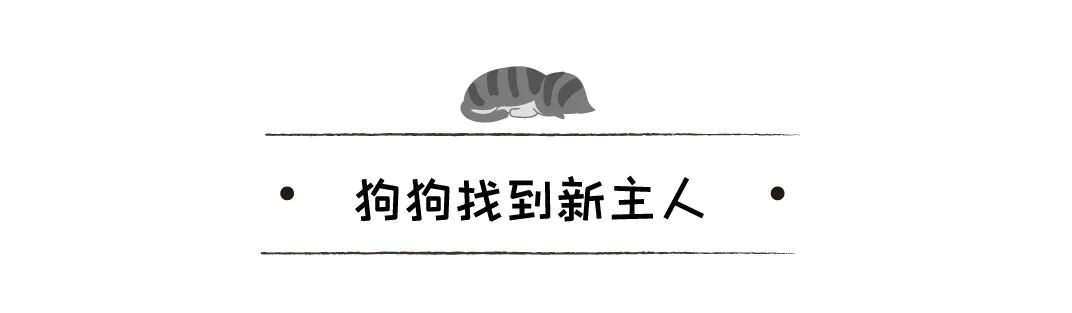 160斤金毛被主人送去安樂死被醫生拒絕，好心人：你不養我養！ 寵物 第12張