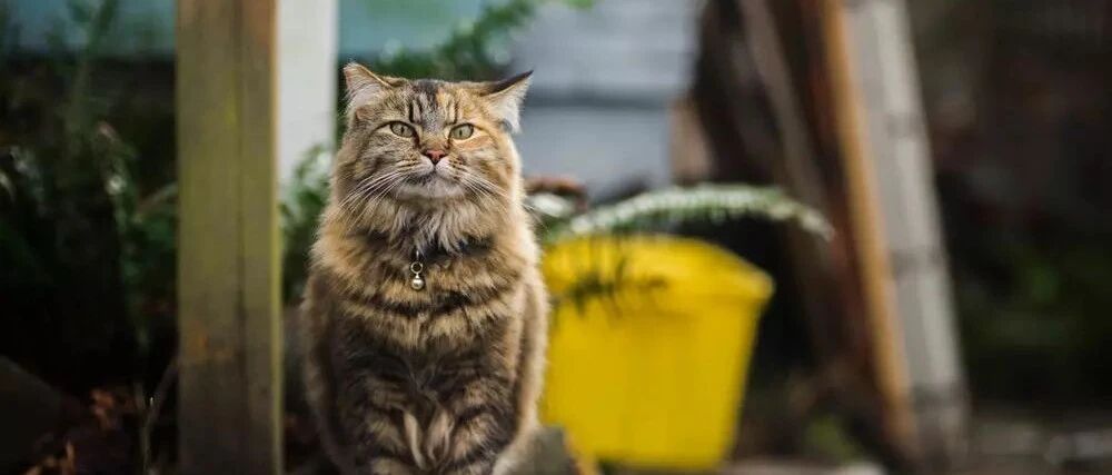 猫咪突然疯狂爱喝水，先别开心！很可能是患了这种病……