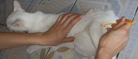 用棉签“捅”发情的母猫，你考虑过后果吗？别把无知当成爱！