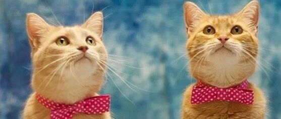 猫也会怕孤独，70%猫更喜欢群居，猫独处8小时后会慌乱