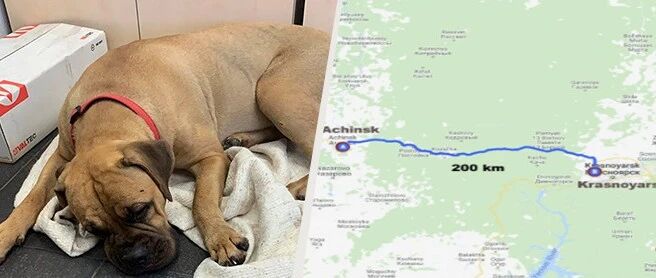 狗狗被抛弃，走200公里磨烂爪子穿越森林回到家，被主人拒绝了