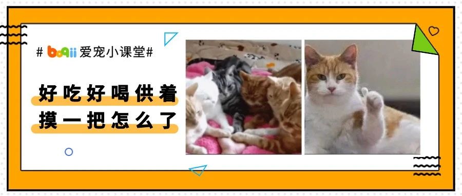 “强行把我家猫的爪子摁住，它果断给了我一巴掌..”猫爪子6个不得不知的小秘密!