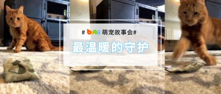 橘猫走路“六亲不认”、形似醉酒走红网络，背后的故事超暖心！