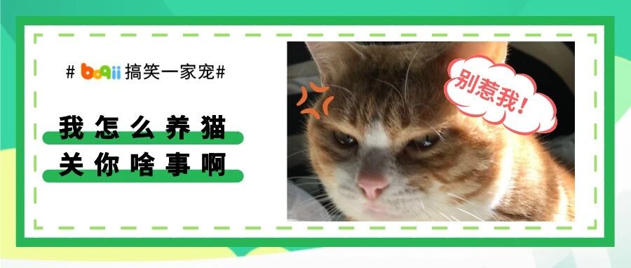 养猫的人最讨厌的10句话!第一句就气炸了，一定要怼回去!