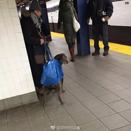 紐約市規定不讓寵物上地鐵，除非放進袋子里，然後…… | 大咪吐槽 未分類 第4張