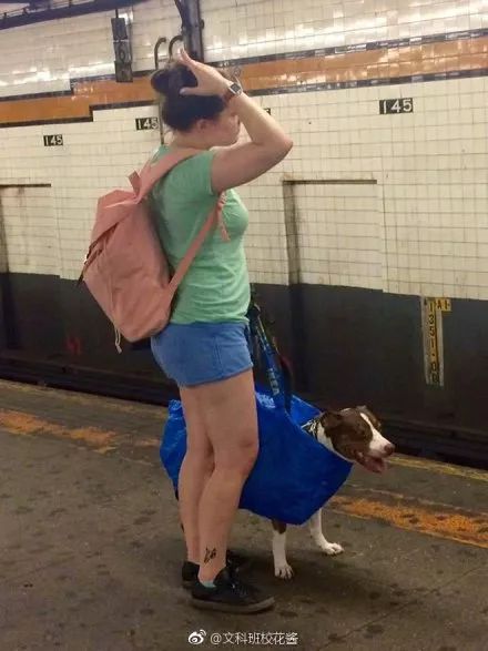 紐約市規定不讓寵物上地鐵，除非放進袋子里，然後…… | 大咪吐槽 未分類 第3張