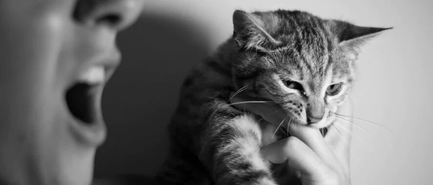 猫咪牙齿被磨平，吃东西疼痛难忍，受尽折磨……只因为咬到了主人