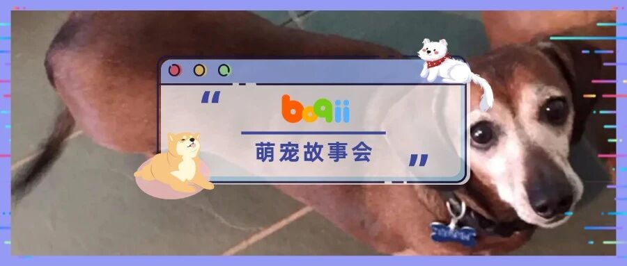 以为爱犬故意乱拉，主人怒骂「不快乐就早点解脱」！结果，它永远闭上了双眼...