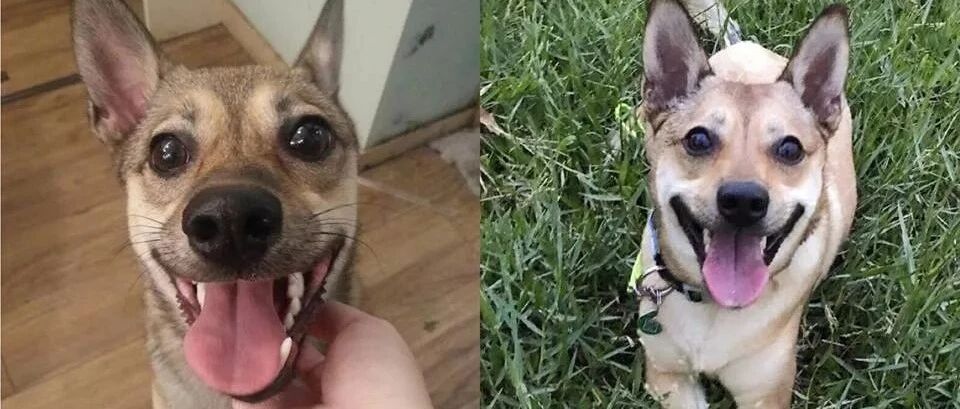 失散两年的狗姐妹，凭一张照片相认！网友：长得也太像了吧