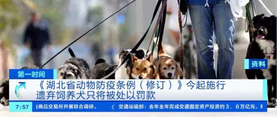 希望的曙光！3月1日起，湖北省遗弃饲养犬最高罚款5000元！