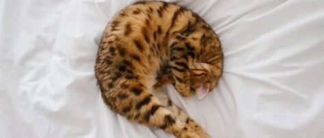 猫咪睡姿解析：猫睡姿里藏着这些秘密，它想告诉你……