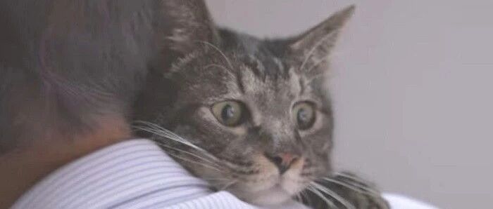 国庆假期回来后……猫就不认识主人了？！喵星人：冤枉啊