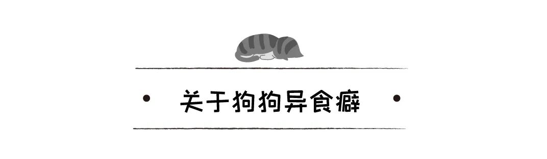 不喂狗不送醫，狗狗吞下抹布，三周後死亡，主人被判10年禁止養寵 寵物 第23張