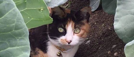 旅行带猫猫丢了，猫咪原地苦等12年后被送回，主人：我们有猫了