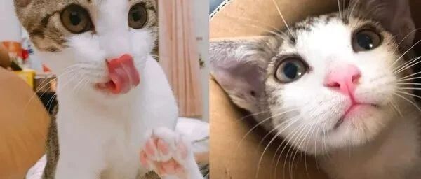 她捡到猫胡须后收藏起来……第二天彩票就中了大奖！