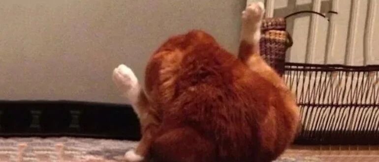 网友看到一只烤鸡，仔细一看原来橘猫！这也太像了吧