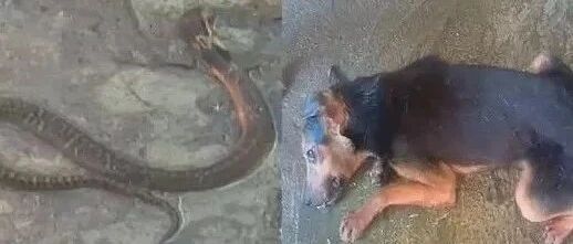 狗被蛇咬死，主人崩溃大哭，第二天发现它竟复活了？！
