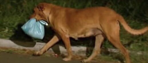 流浪狗狗被收养后，每天晚上准点消失，发现狗狗秘密后，主人哭了