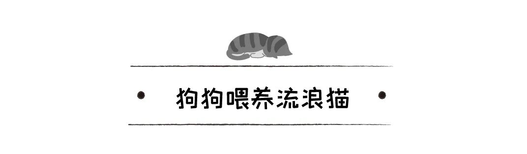 流浪狗狗被收養後，每天晚上準點消失，發現狗狗秘密後，主人哭了 寵物 第21張