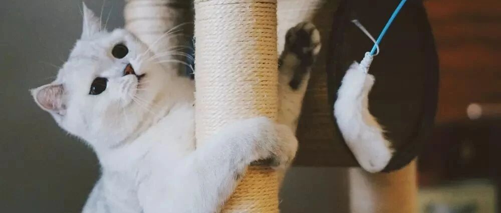 猫咪每天掉毛那么厉害，却为什么永远也掉不秃？