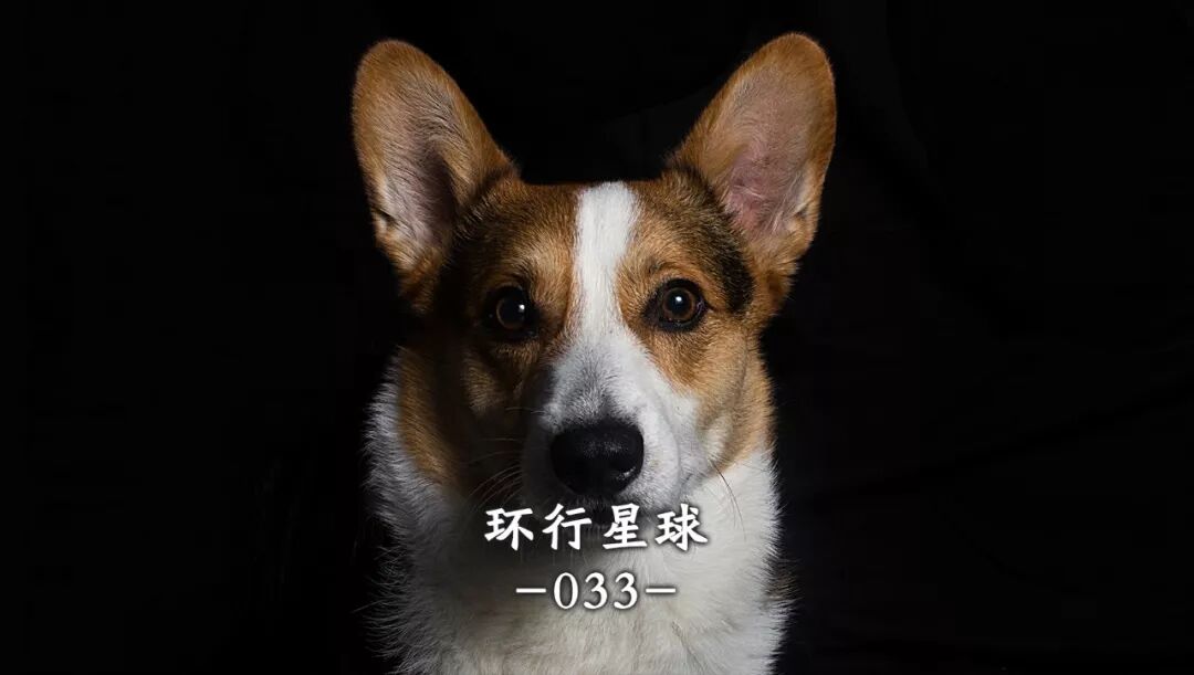 流浪狗在这个热带国家过得怎么样 环行星球 微信公众号文章阅读 Wemp