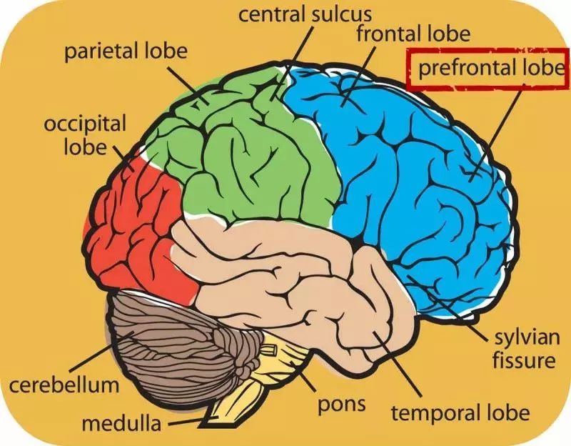 大脑额叶位置图片