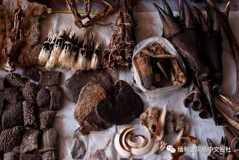 缅甸野生动物走私严重 仅三分之一的案件被破获