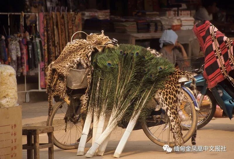 缅甸野生动物走私严重 仅三分之一的案件被破获