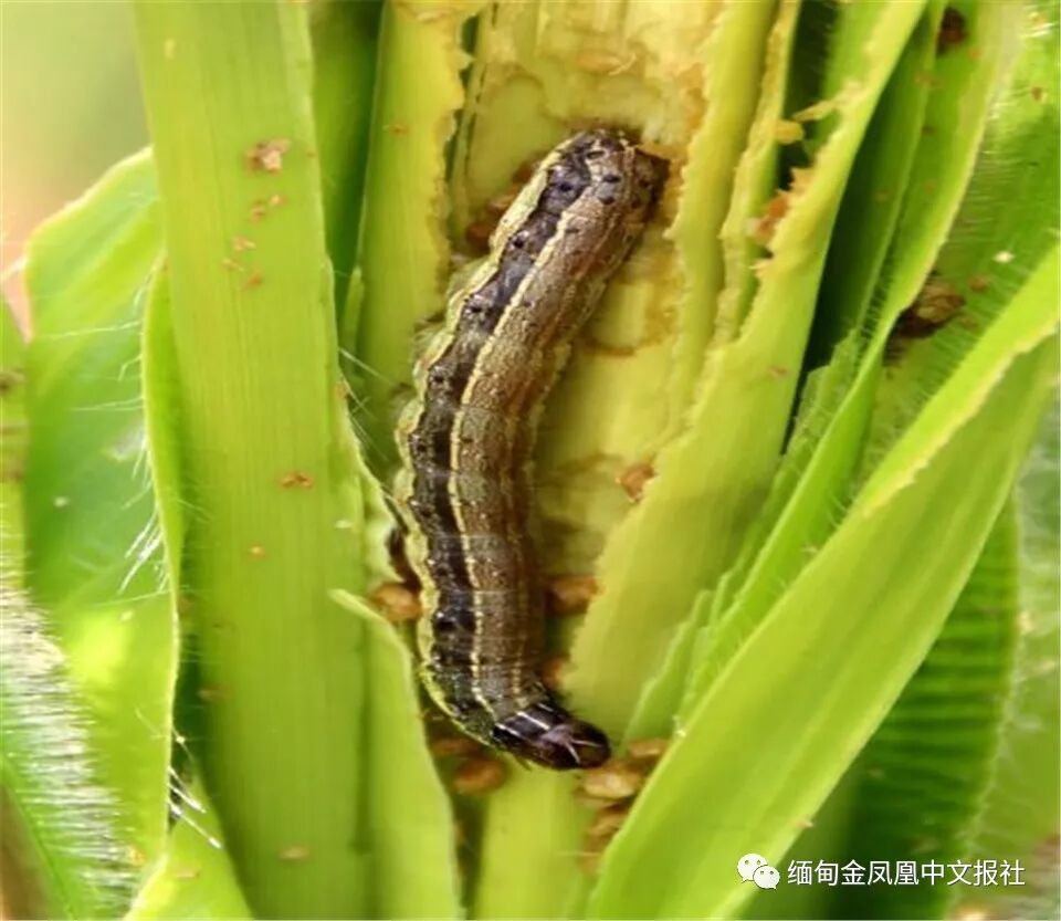 印度虫灾肆虐 恐蔓延到缅甸 缅甸 微信公众号文章阅读 Wemp
