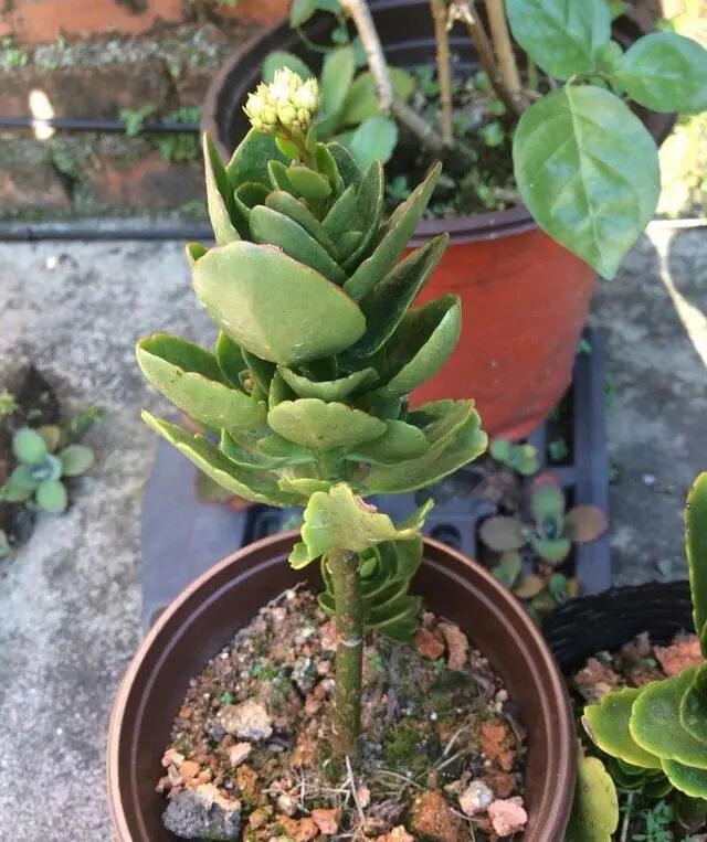 十月养长寿花 有一点要谨慎 花期才能顺利开花 花苞多 全网搜